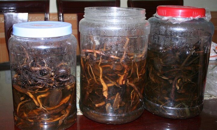 Lạng Sơn: 2 người ngộ độc do uống rượu ngâm cây thuốc phiện