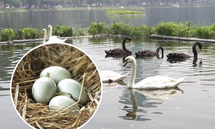 Cận cảnh đàn Thiên Nga đẻ trứng ở Hồ Thiền Quang