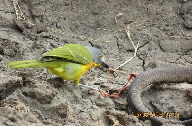 Video: Rắn cực độc bị loài chim nhỏ bé hành hạ đến chết
