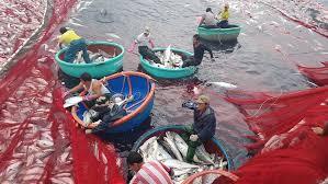 Clip: Cận cảnh mẻ cá bè, đỏ củ trị giá hơn nửa tỷ ở cảng Lý Sơn