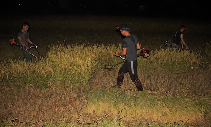 Tránh nắng nóng, nông dân Hà Tĩnh gặt lúa xuyên đêm