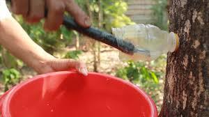 Video: Đục thân cây lấy mủ trôm, vợ chồng ở Gia Lai kiếm tiền triệu mỗi ngày