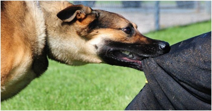 Bé trai 12 tuổi bị chó cắn mất hai tai ở Thanh Hóa