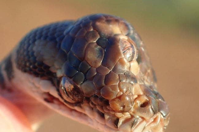 Phát hiện rắn 3 mắt, kỳ dị chưa từng thấy