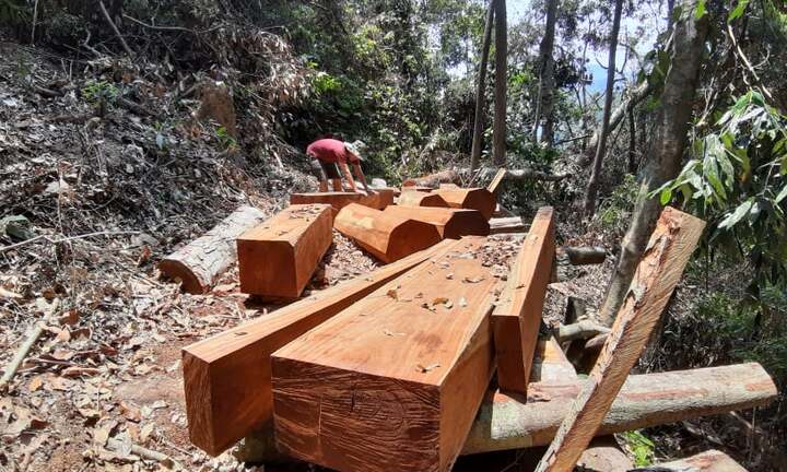 Ảnh: Hàng chục cây gỗ lâu năm trong rừng tự nhiên ở Quảng Nam bị ‘xẻ thịt’