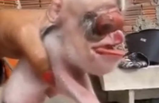 Con lợn 'thân cừu, lưỡi người, đầu chuột' gây xôn xao