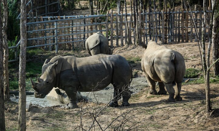 Hai chú tê giác quý chào đời ở Vinpearl Phú Quốc