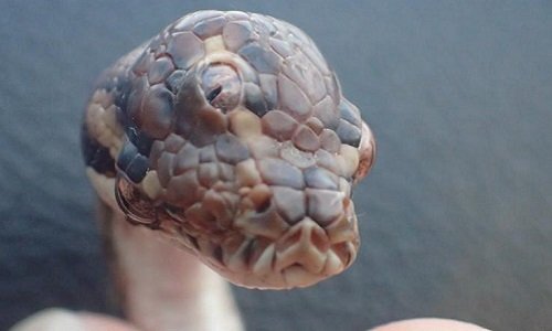 Cư dân mạng 'phát sốt' với hình ảnh trăn kim cương 3 mắt