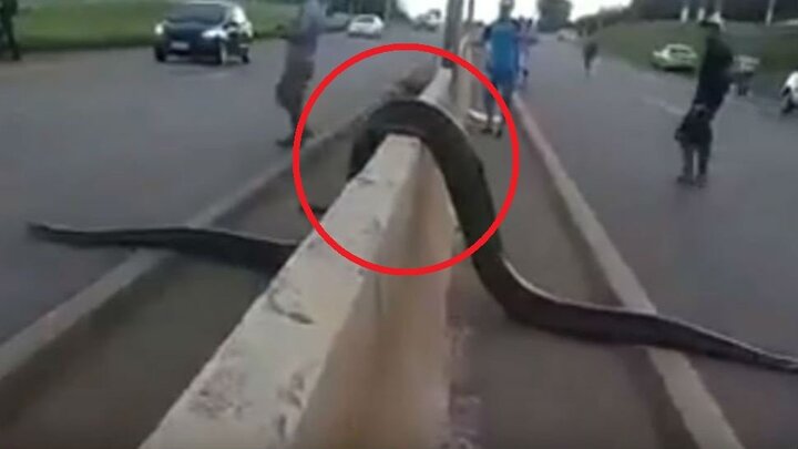 Clip: Trăn khổng lồ Nam Mỹ leo dải phân cách, trườn qua đường