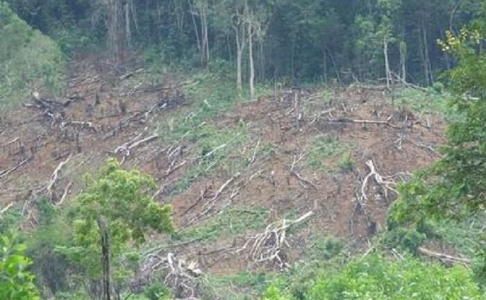 Khởi tố, bắt tạm giam nhiều cán bộ BQL rừng phòng hộ ở Nghệ An