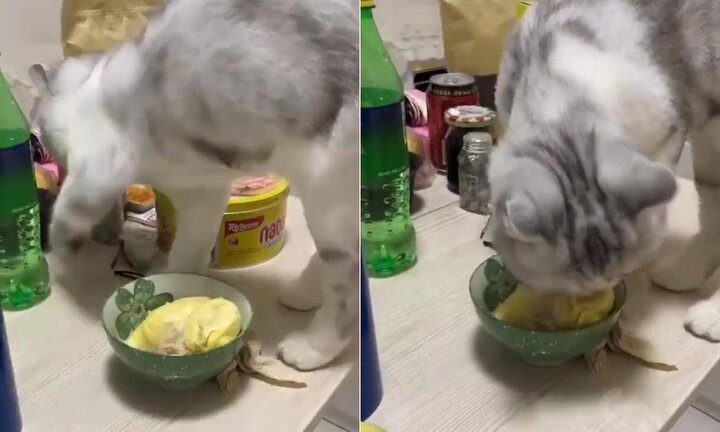 Clip: Phản ứng của mèo khi thấy sầu riêng khiến dân mạng cười té ghế