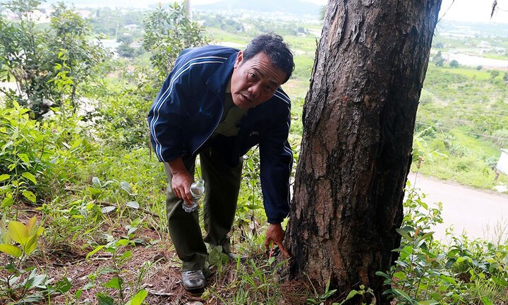 Kẻ xấu đổ thuốc diệt cỏ 'đầu độc' hàng nghìn cây thông 17 năm tuổi tại Lâm Đồng