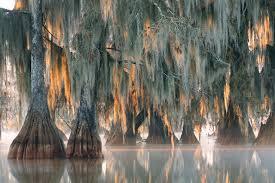 Phát hiện cây 2.624 năm tuổi siêu hiếm trên trái đất