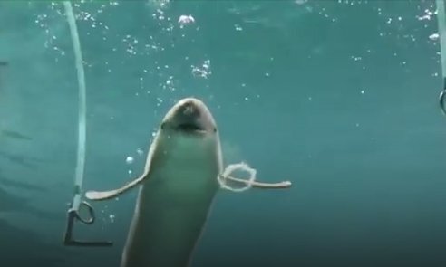 Choáng với cá heo trổ tài thổi bong bóng hình chữ O