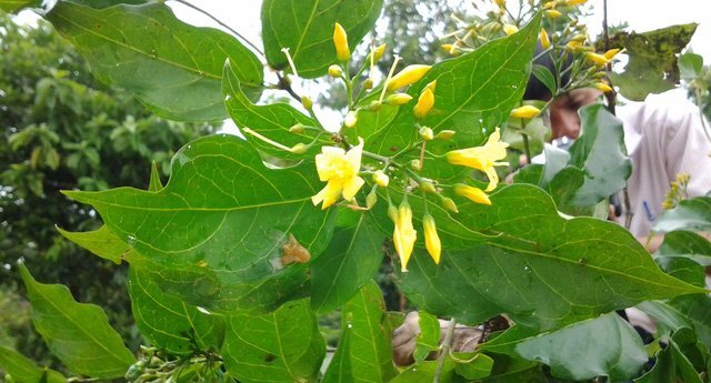 Hái lá ngón nấu canh, 4 người suýt mất mạng