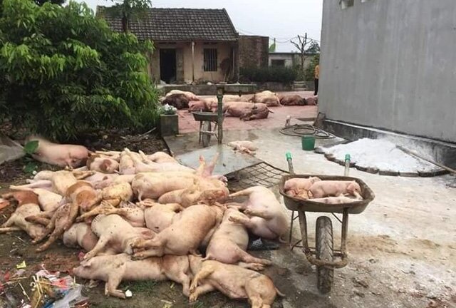 Bộ NN&PTNT khẳng định không giấu thông tin về dịch tả lợn châu Phi