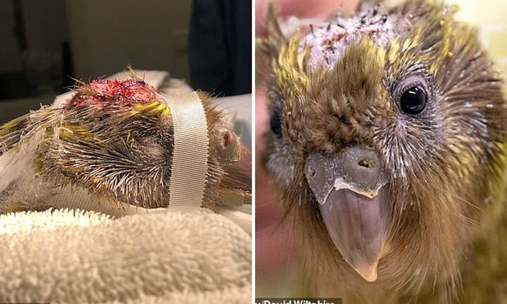 Ca phẫu thuật não cho vẹt đầu tiên trên thế giới