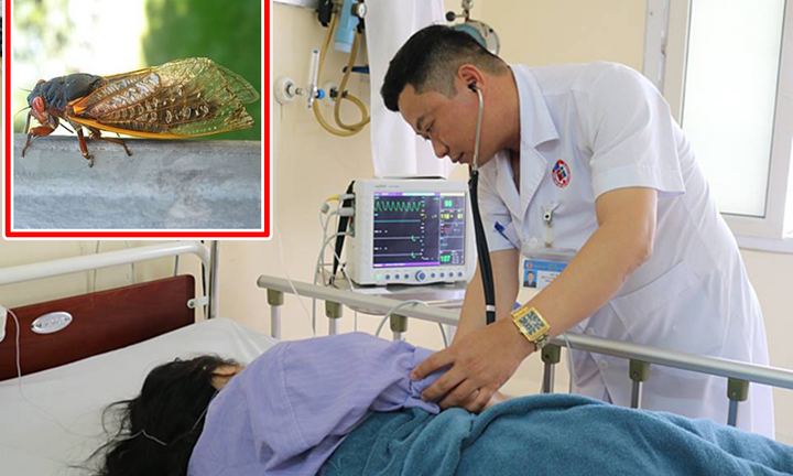 Suýt mất mạng do dùng ve sầu làm mồi nhậu