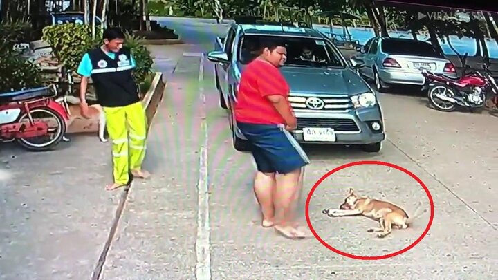 Clip: Chó nằm ườn ngủ trưa, 'cướp đường' của tài xế và cái kết bất ngờ
