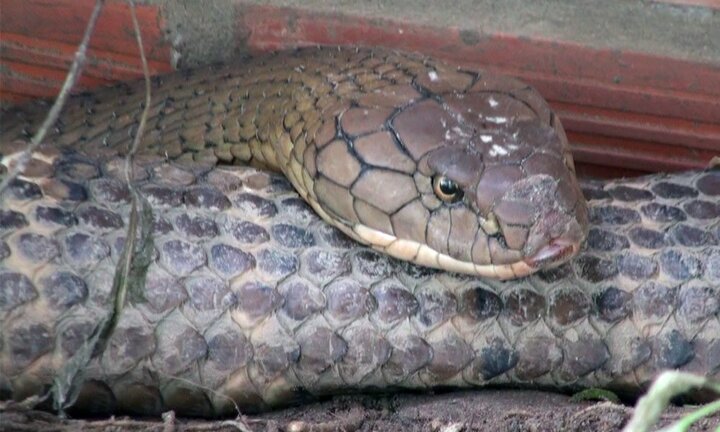 Rắn khổng lồ tu luyện thành tinh trên núi Cấm và những cuộc chạm trán kinh hoàng