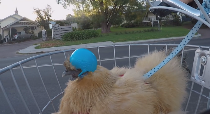 Video gà đội mũ bảo hiểm tham gia giao thông gây bão mạng