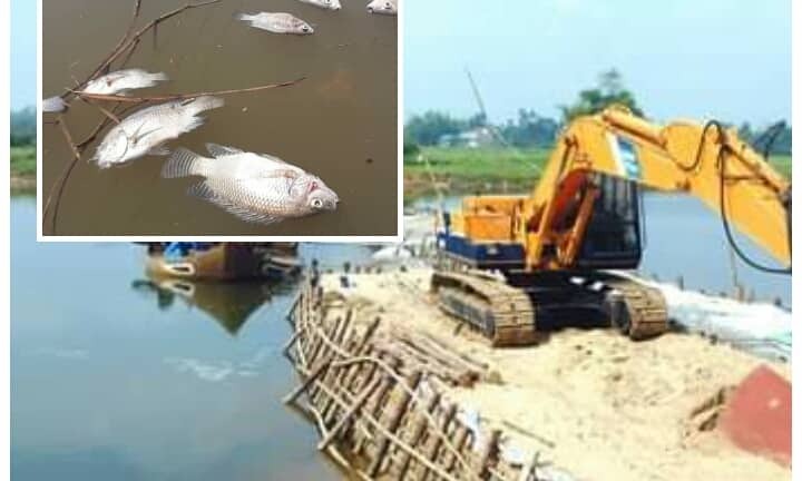Vì sao cá chết trắng bốc mùi khủng khiếp trên sông Bàn Thạch?