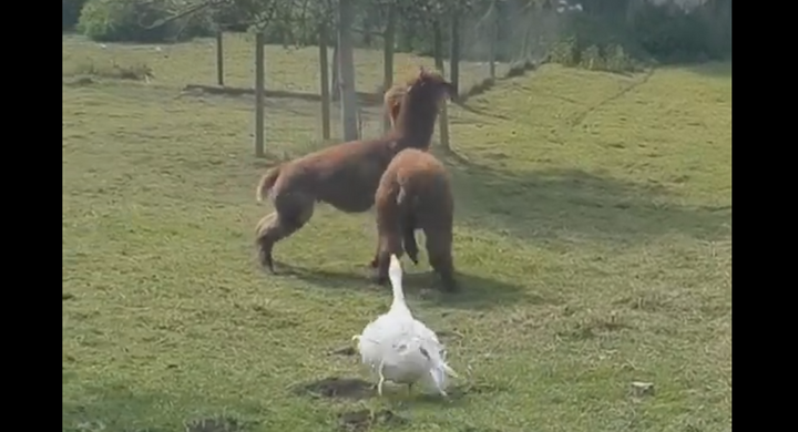 Ngỗng lao ra ngăn cản đôi lạc đà tử chiến