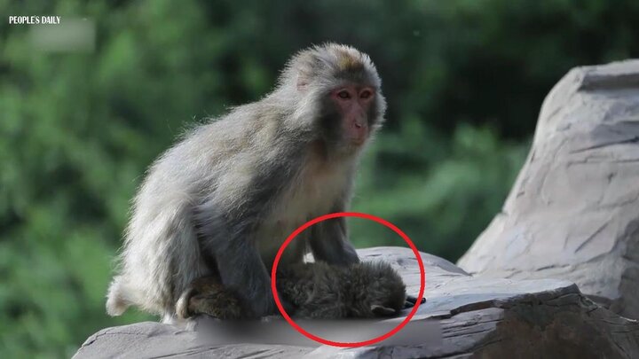 Clip: Khỉ mẹ đau đớn ôm con chết yểu khiến người xem rơi lệ