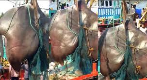 Bắt được 'quái vật biển' lớn chưa từng thấy, nặng hơn 1 tấn