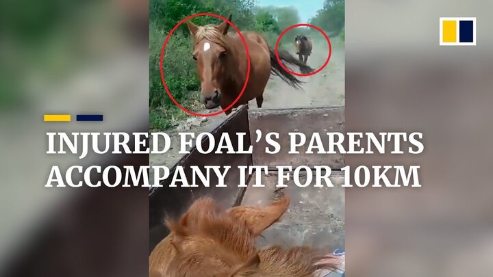 Video: Ngựa bố, ngựa mẹ sốt sắng chạy theo xe chở ngựa con đi viện