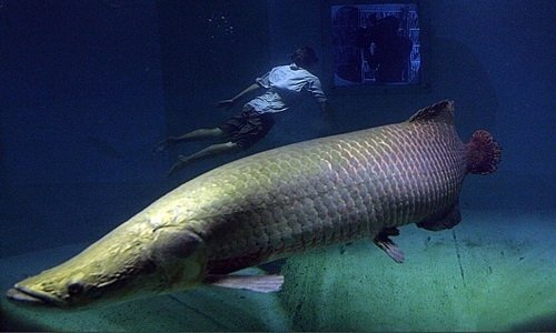 Hải tượng long - loài cá lớn nhất sông Amazon thoát nguy cơ tuyệt chủng