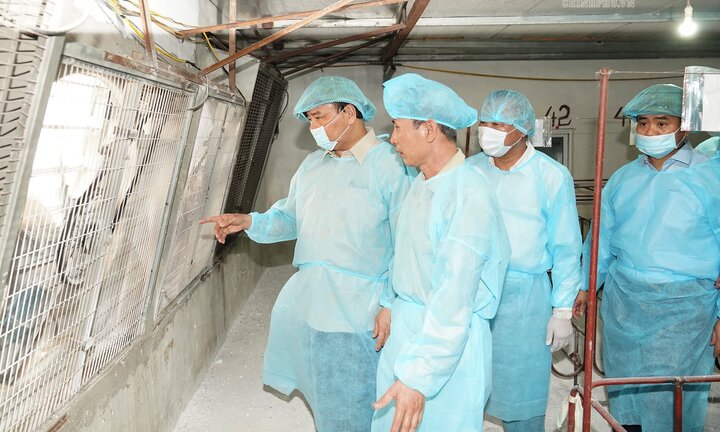 Thủ tướng: Phòng, chống dịch tả lợn châu Phi như chống giặc