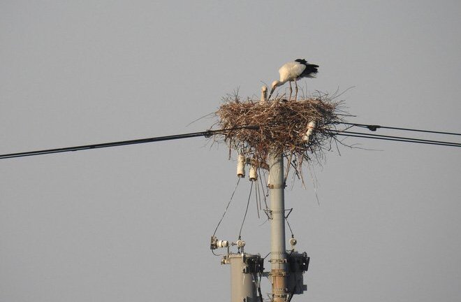 Tách đường dây cao thế chỉ vì 1 tổ cò, điện lực Nhật Bản gây sốt