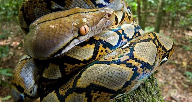 Kiểm lâm dựng hàng rào phòng rắn hổ mây khổng lồ tấn công ở U Minh Hạ