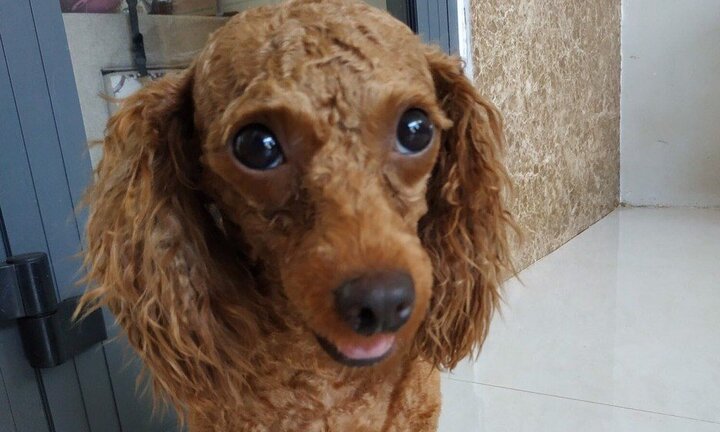 Gã đàn ông trộm chó tặng người yêu để thể hiện tình cảm