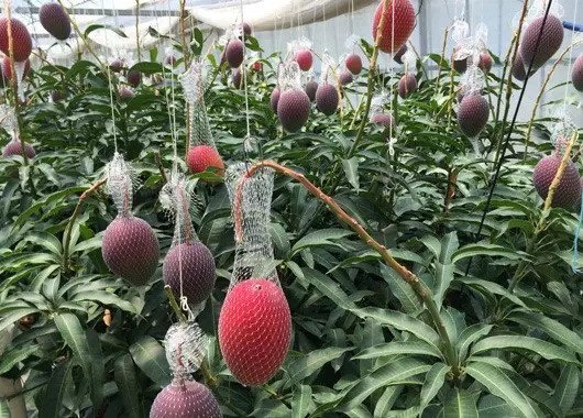 Xoài đỏ Nhật Bản giá 5.000 USD/cặp được trồng ra sao?