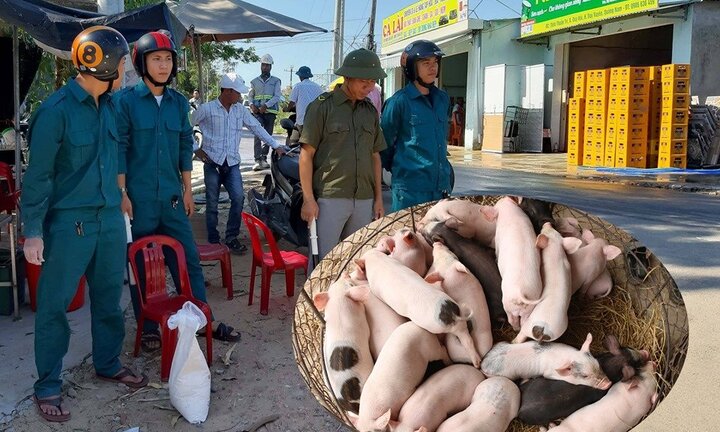 Chưa đầy 10 ngày, 4 xã ở Quảng Nam bùng phát dịch tả lợn châu Phi