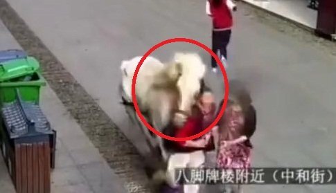 Clip: Ngựa đào tẩu khỏi đám cưới, lao điên cuồng vào người đi bộ