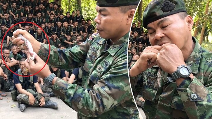 Clip: Tướng quân đội lột da, ăn sống tắc kè, thị phạm cho tân binh