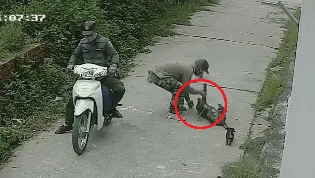 Clip: Cẩu tặc chích điện trộm chó nhanh như chớp gây phẫn nộ