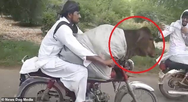 Clip: 'Dân chơi' lái xe máy chở bò đi dạo phố thu hút mọi ánh nhìn