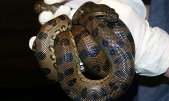 Trăn anaconda 3 mét trinh sản, tự đẻ hai con không cần thụ tinh