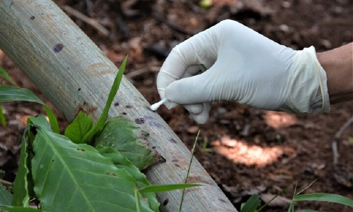 Ba bà cháu bị hàng xóm sát hại, chôn xác phi tang: Sợi tóc, giọt máu tố cáo hung thủ