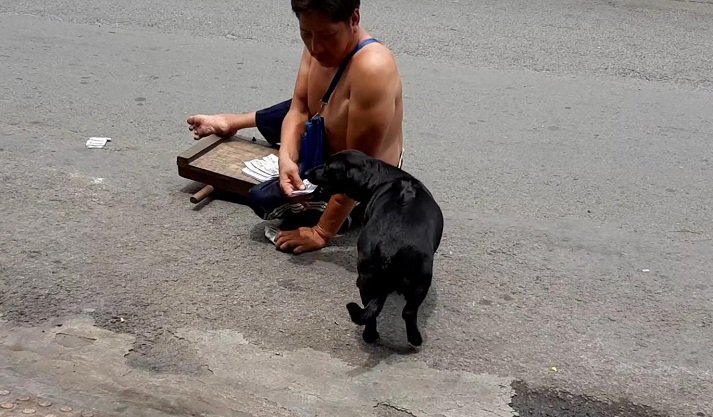 Clip: Chú chó cưng phụ giúp ông chủ tàn tật bán vé số gây bão mạng