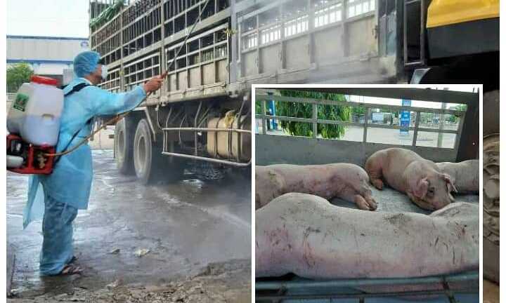 Dịch tả lợn châu Phi càn quét từ đồng bằng lên miền núi ở Quảng Nam