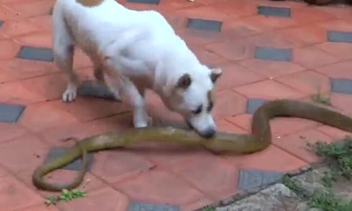 Video: 'Đại chiến' chó nhà với rắn hổ trâu