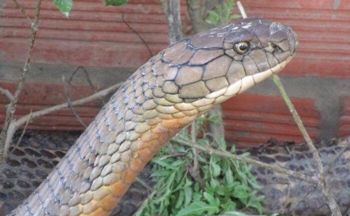 Những cuộc xả súng tiêu diệt rắn khổng lồ ở rừng Phú Quốc