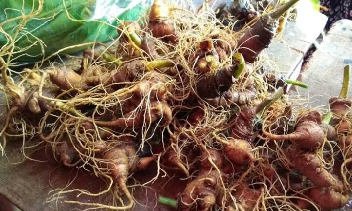 Sâm củ hút khách, chợ sâm Ngọc Linh thu 4,6 tỷ đồng