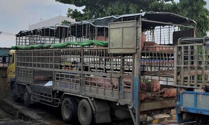 Xuất hiện ổ dịch tả lợn châu Phi ở Đà Nẵng