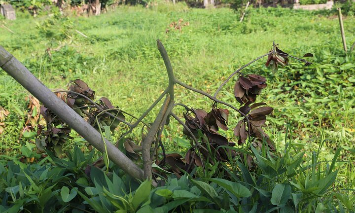 Xót xa nhìn 3 sào cây ăn quả của người dân Hưng Yên bị kẻ gian chặt phá chỉ sau 1 đêm